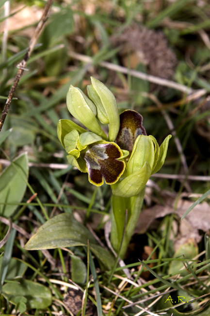 Ophrys lucana